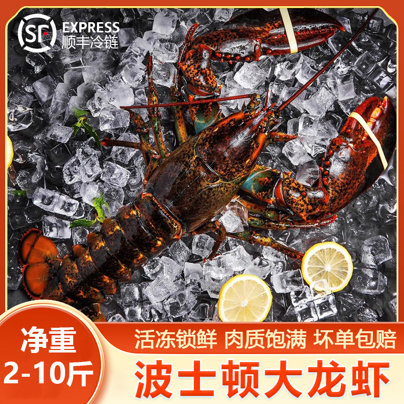 【波士顿龙虾】加拿大进口活冻2斤-10斤肉质鲜嫩饱满新鲜澳洲大龙虾