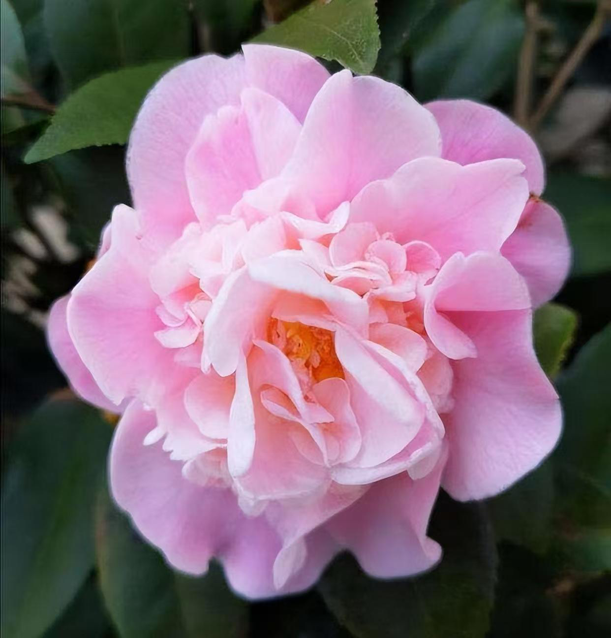 香妃山茶花地栽造型适合家庭庭院花开多色