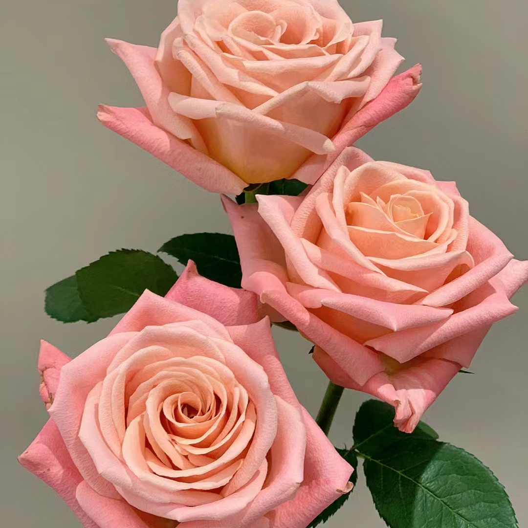 （朱小姐）月季二加仑根接苗带盆带土发货丰花勤花，露天养护