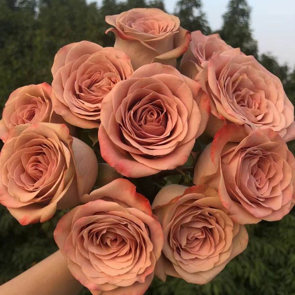 （卡布奇诺）月季二加仑根接苗带盆带土发货丰花勤花，露天养护