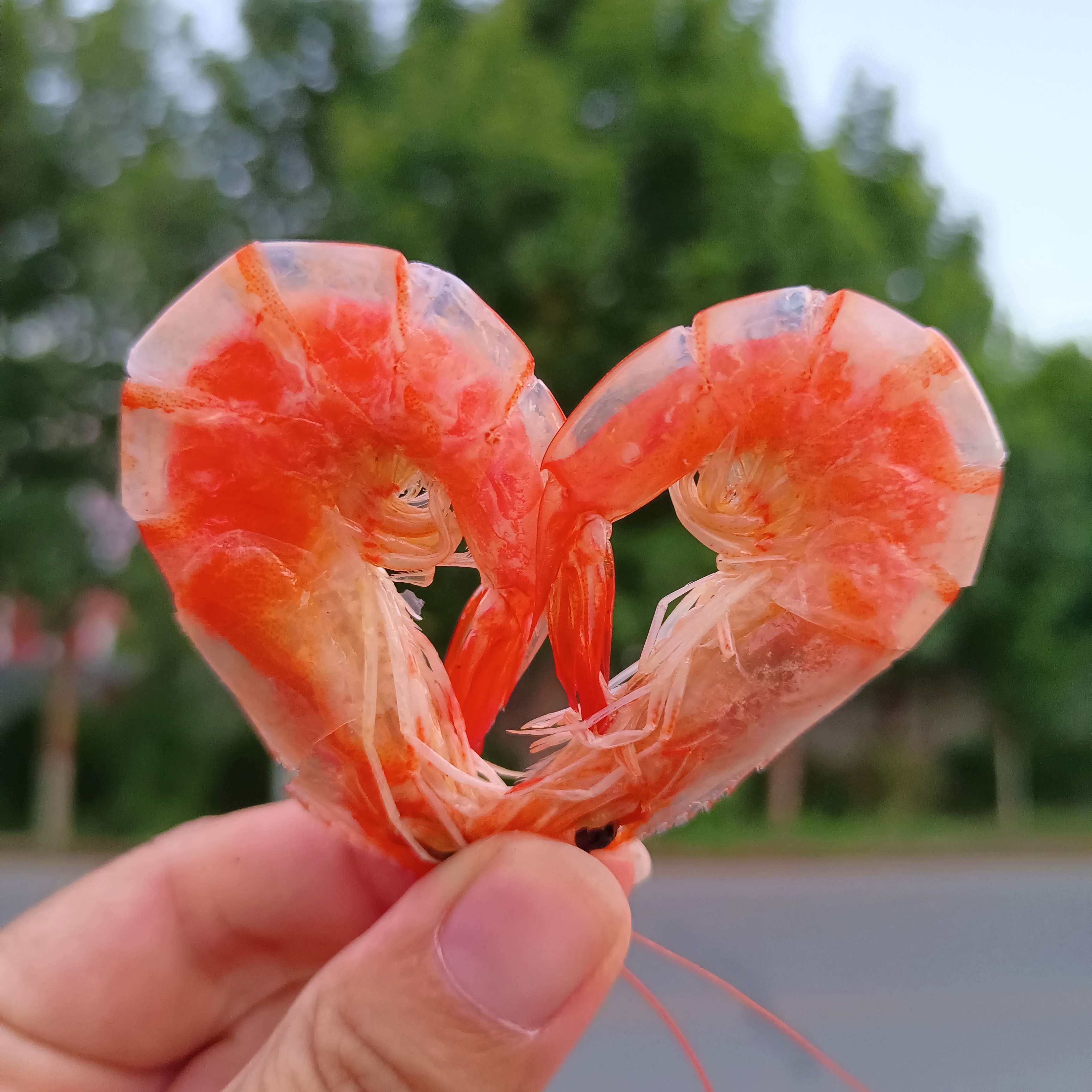 山东滨州渤海湾 海水虾2斤