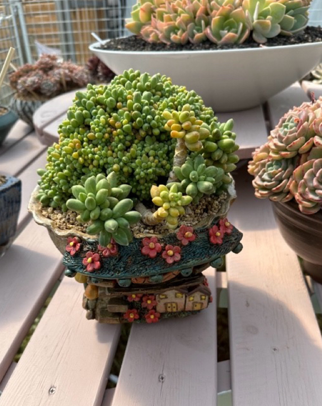 精品多肉植物多肉植物