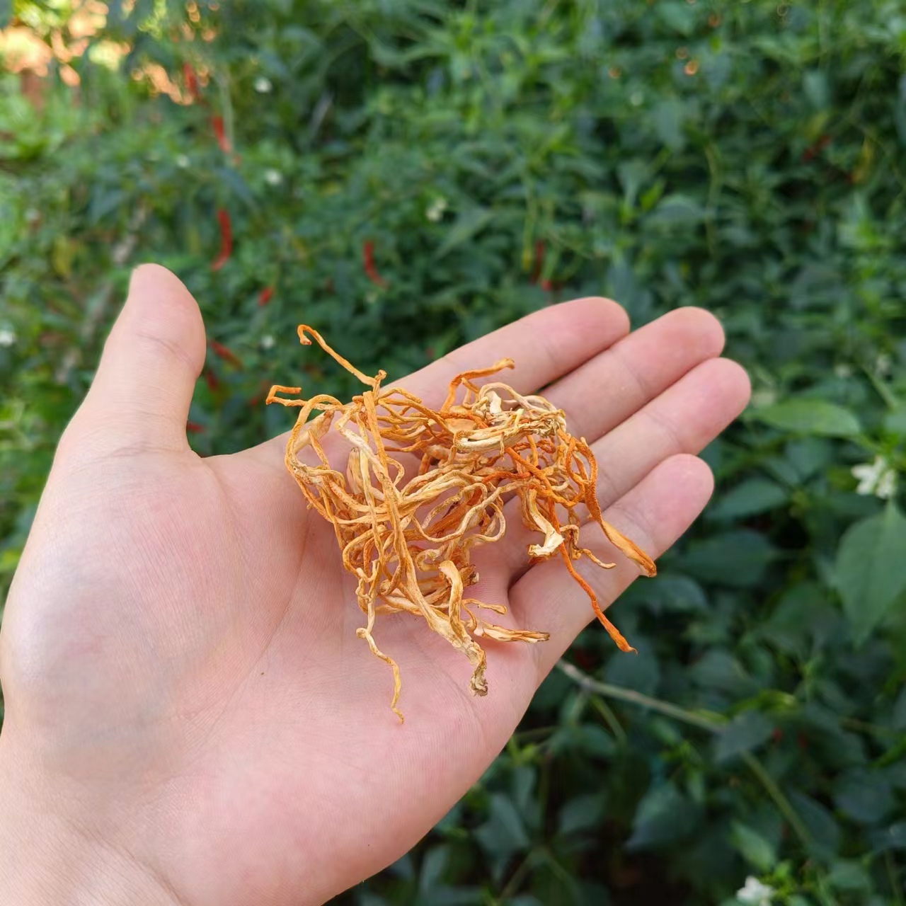 虫草椛-【净含量】250g