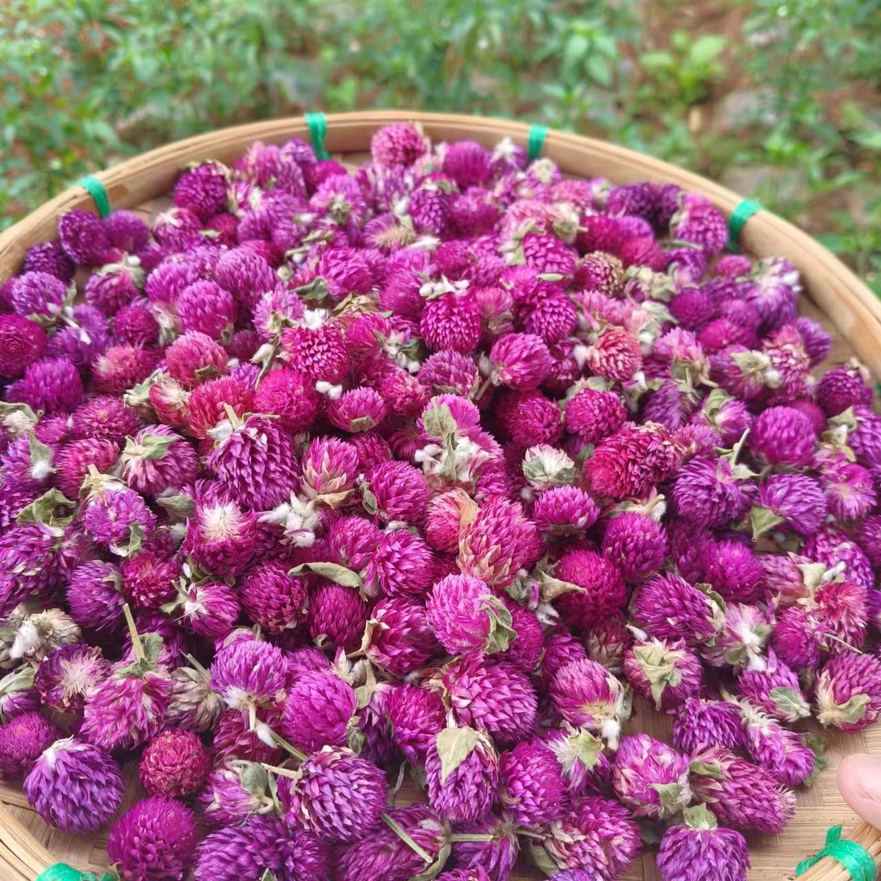 千日红【净含量50g】