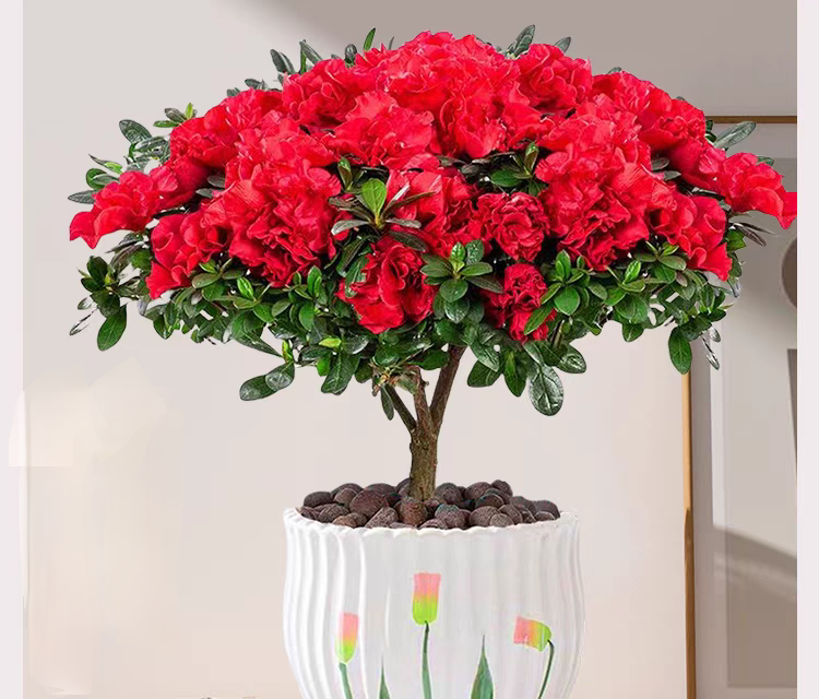 杜鹃花盆栽带花苞四季开花不断室内绿植观花植物原生老桩好养