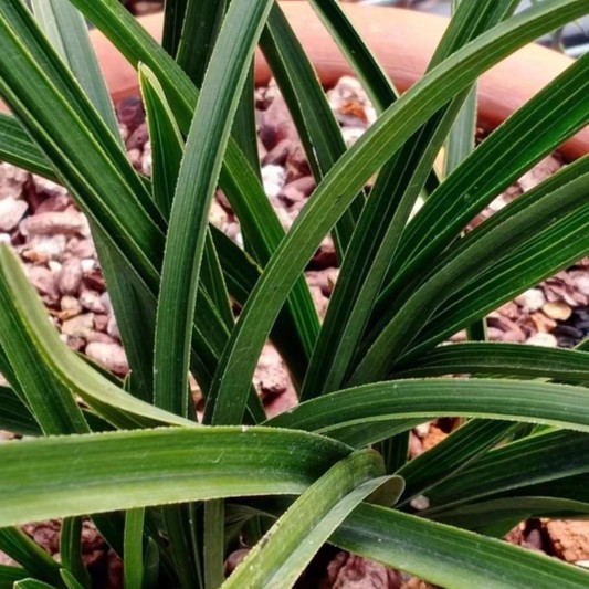 【拥有】观赏植物 兰花盆景