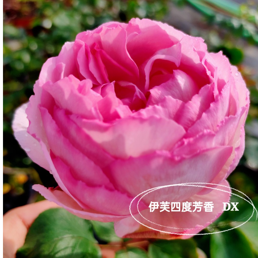 伊芙四号/四度芳香 大花浓香灌木 四季开花阳台植物