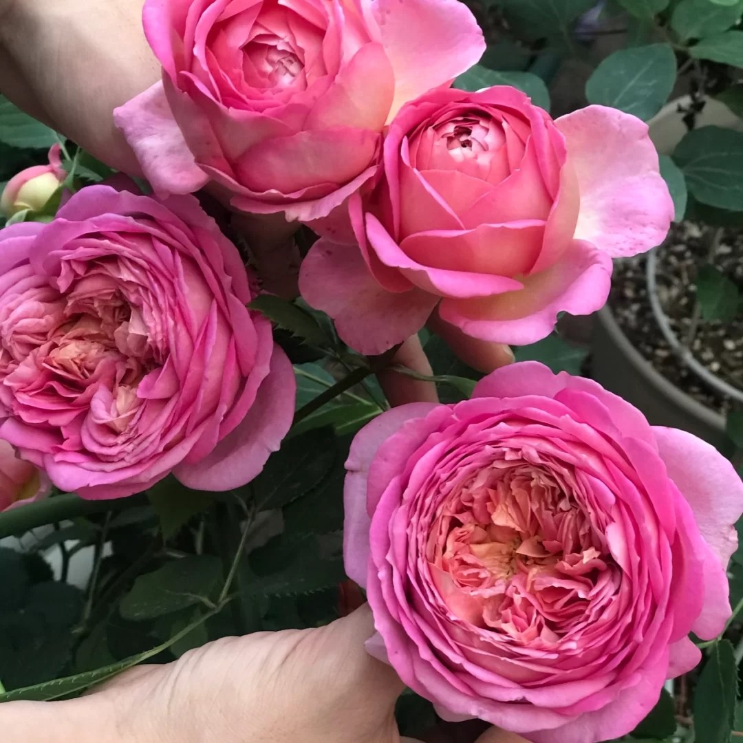 银禧庆典灌木 柠檬香花量大 抗病好
