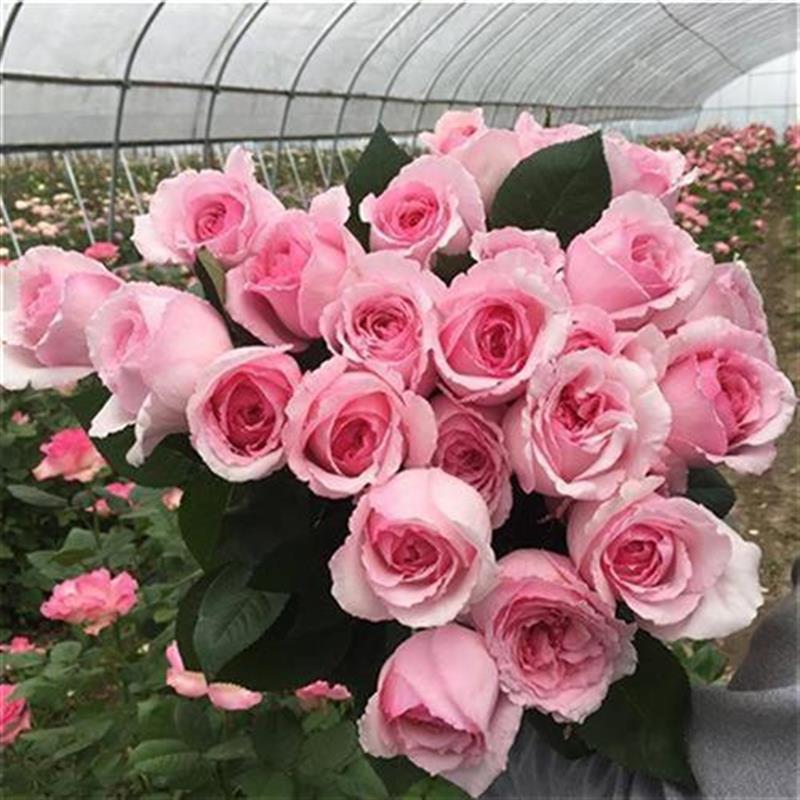 【万紫月季园】伊芙风琴 大花浓香月季花苗绿植花卉玫瑰阳台庭院