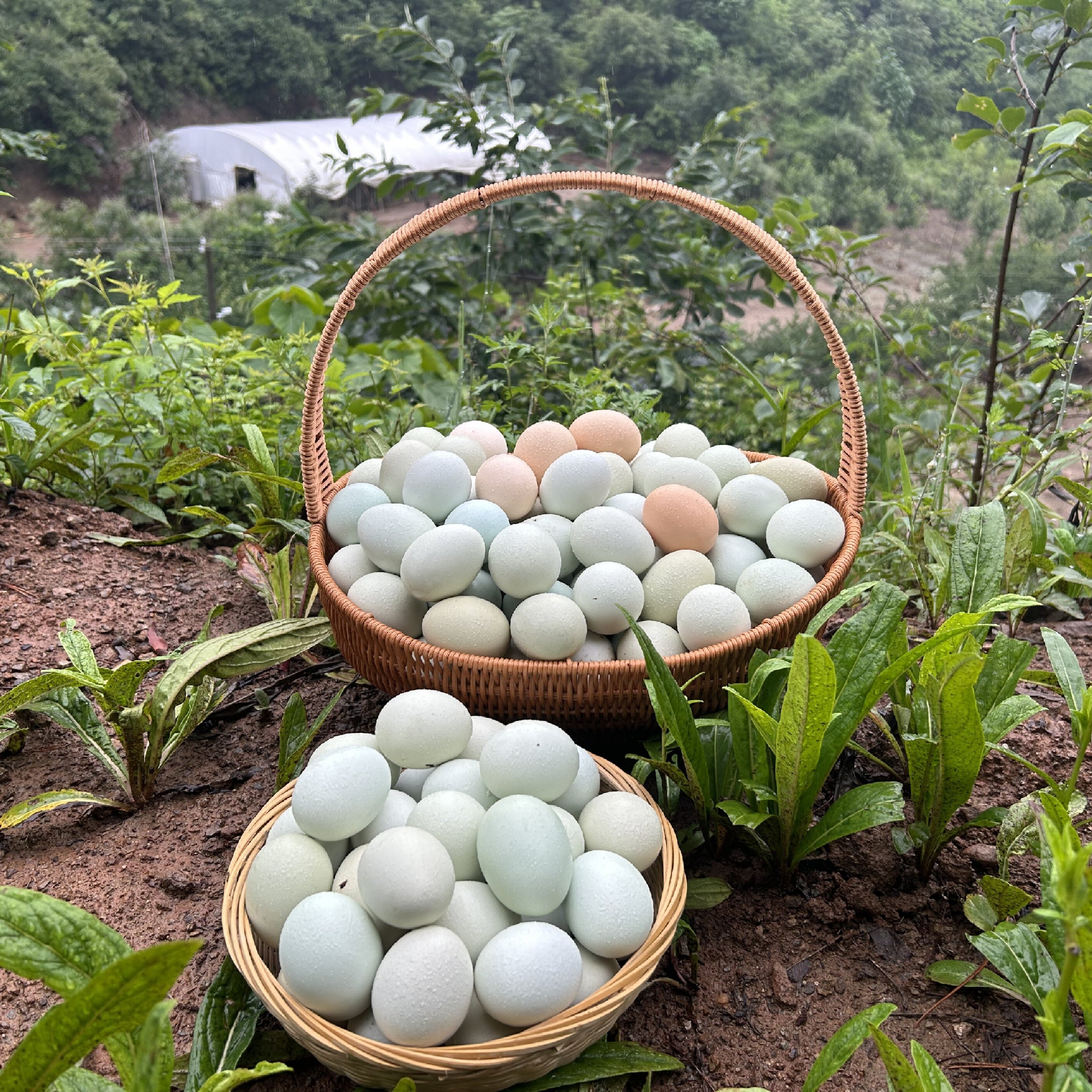 高品质山林散养孕妇产妇宝宝专供配合高比例中草本喂养绿壳鸡蛋