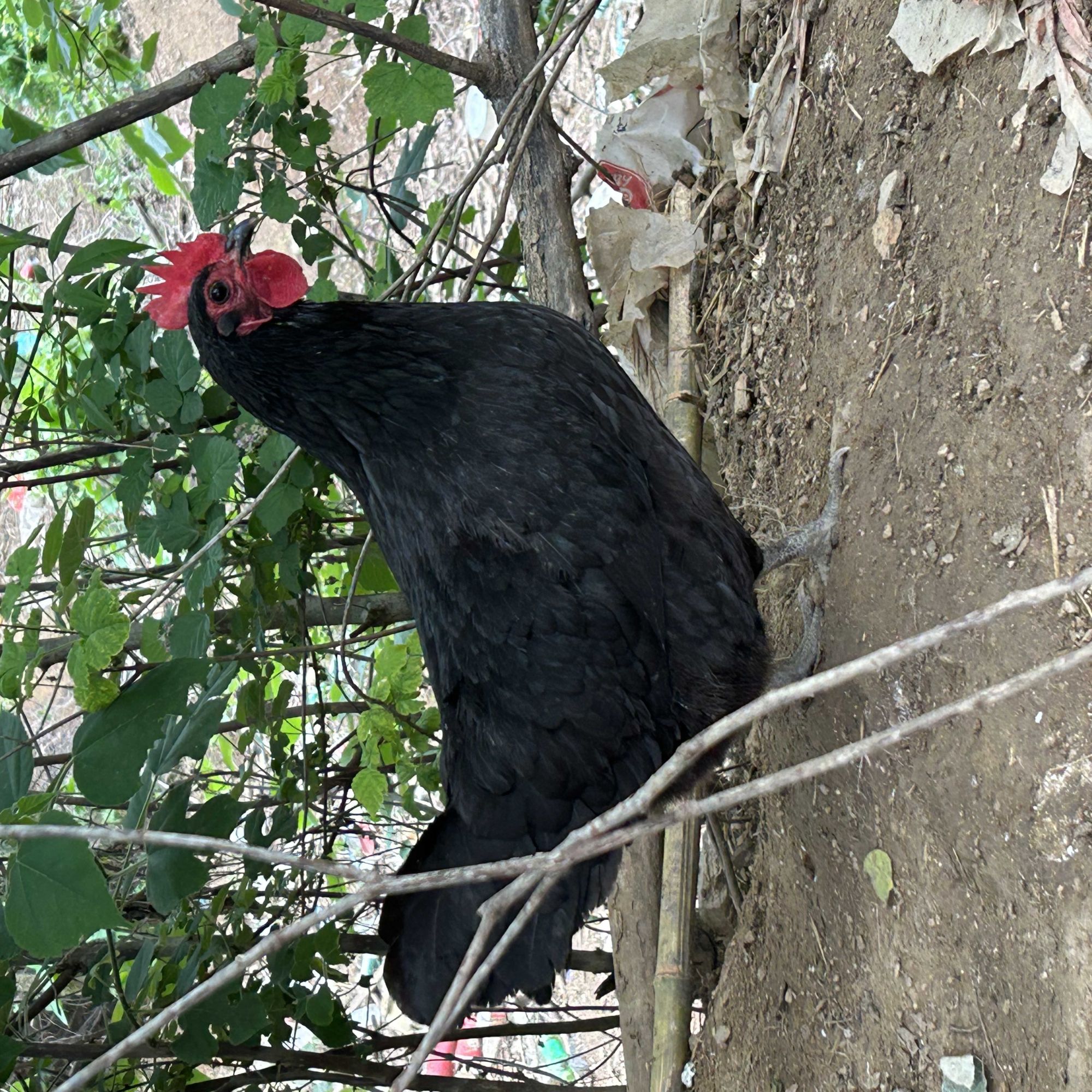 三年正宗高山散养跑山鸡优选黄油土老母鸡月子鸡现抓现杀人工拔毛
