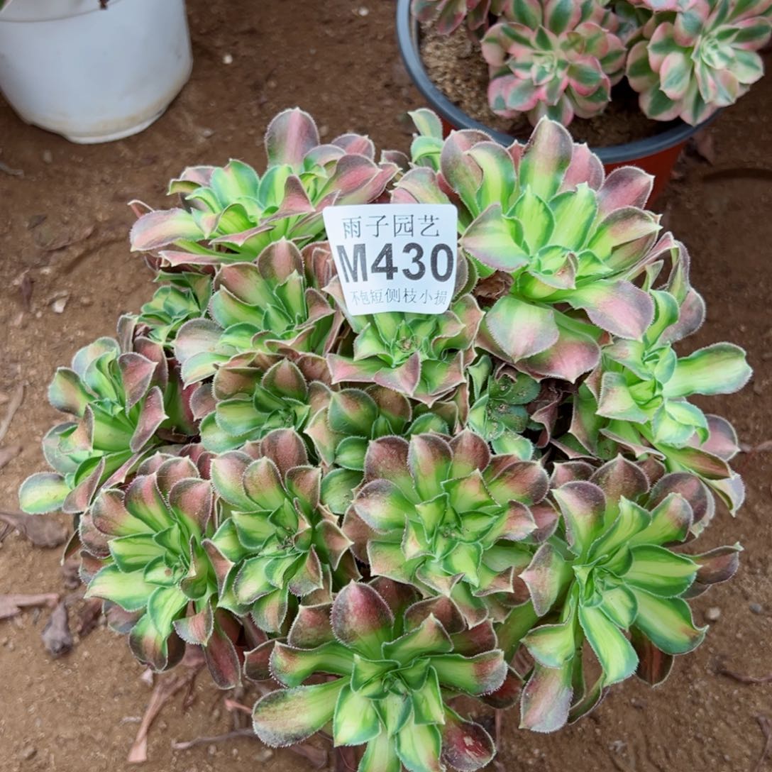 430昭华尺寸20左右