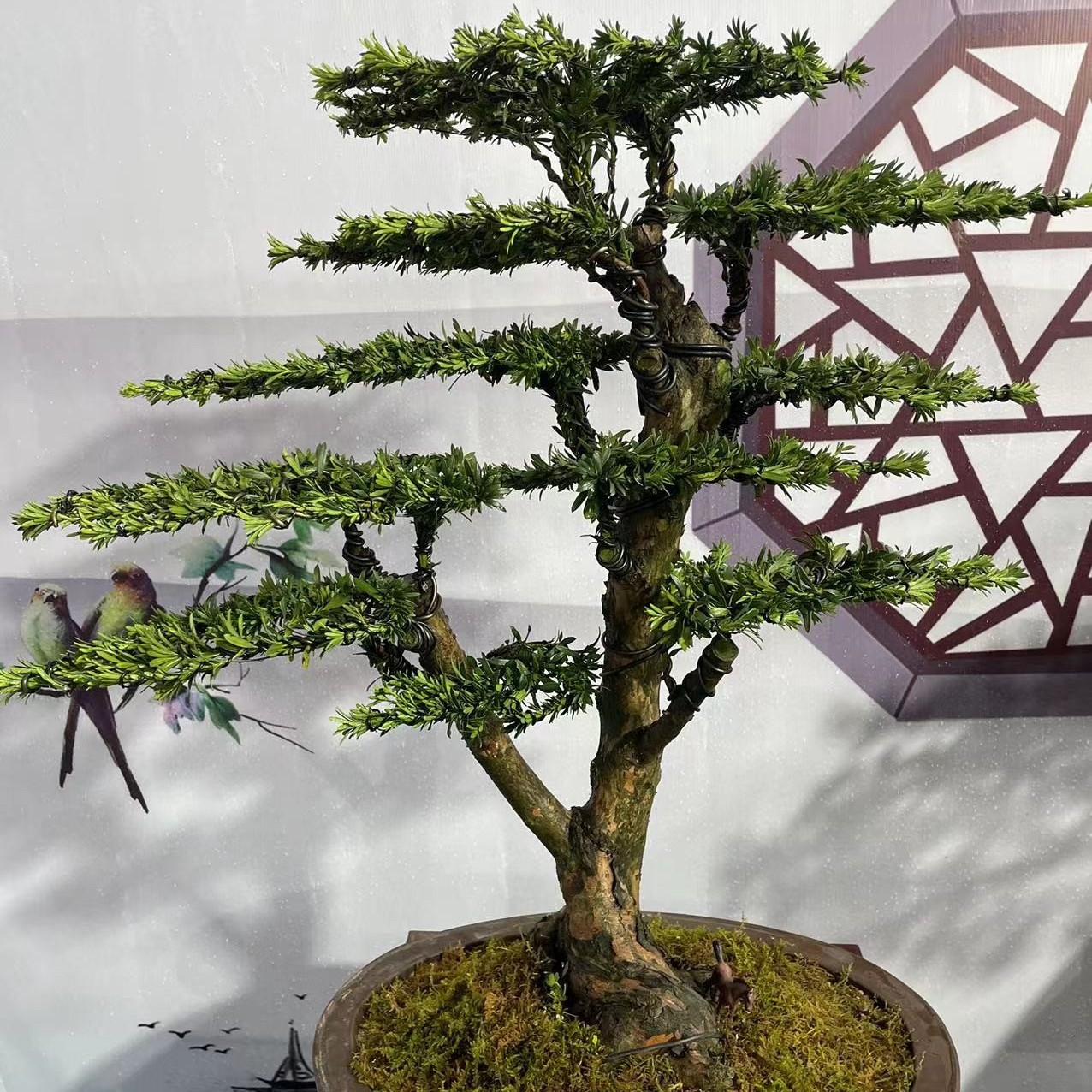 典雅盆景  一物一拍 丛林龙爪松 罗汉松含盆包邮