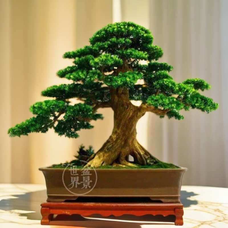罗汉松高端精品老桩盆景茶室有珍珠红芽菊花小红帽，造型美观
