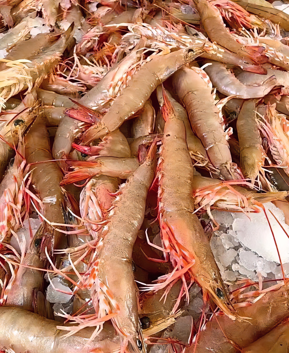 天然海捕野生沙卢虾麻虾海鲈虾