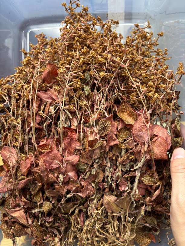 林下种植尖叶金线连开花干品 初级农产品