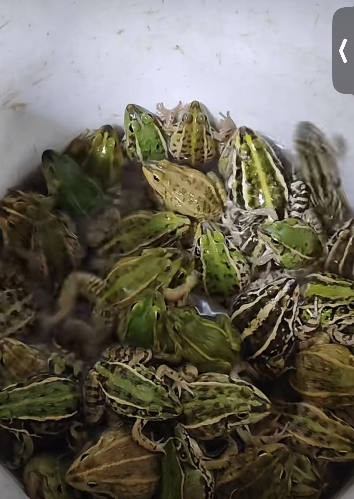 黑斑蛙500g（默认杀，不杀备注）