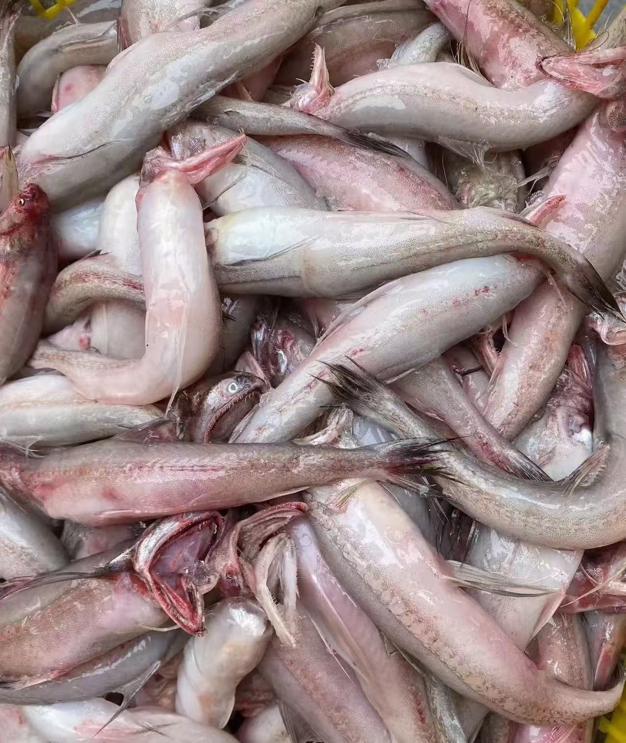 冰鲜豆腐鱼250g