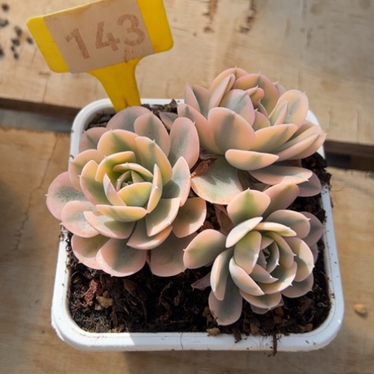 143鲁氏石莲锦 夏鸣园艺