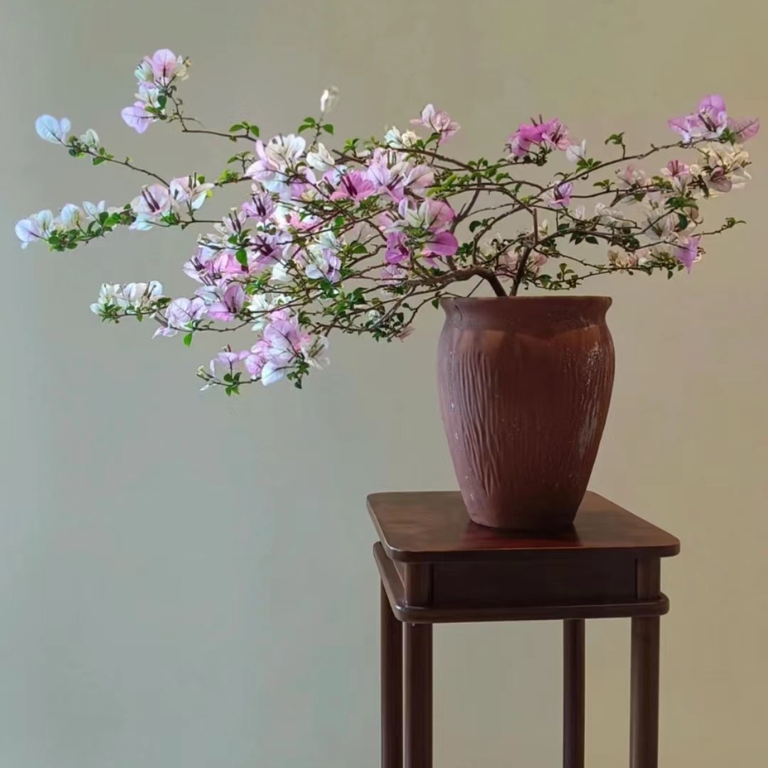 三角梅苗勤花品种爬藤老桩室内花卉植物四季  三角梅带盆花苞发货