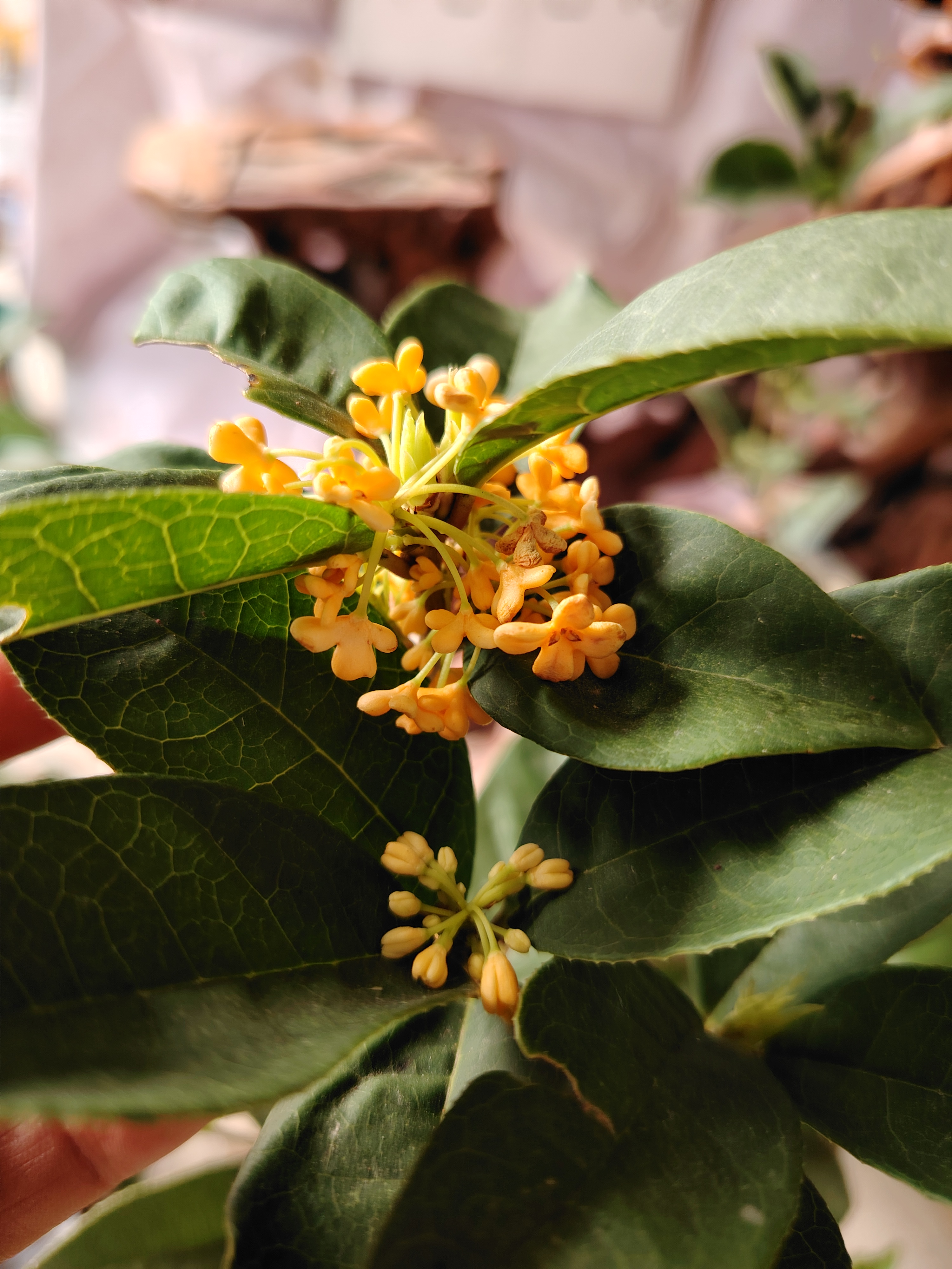 桂花天香台阁一物一拍/花期200多天