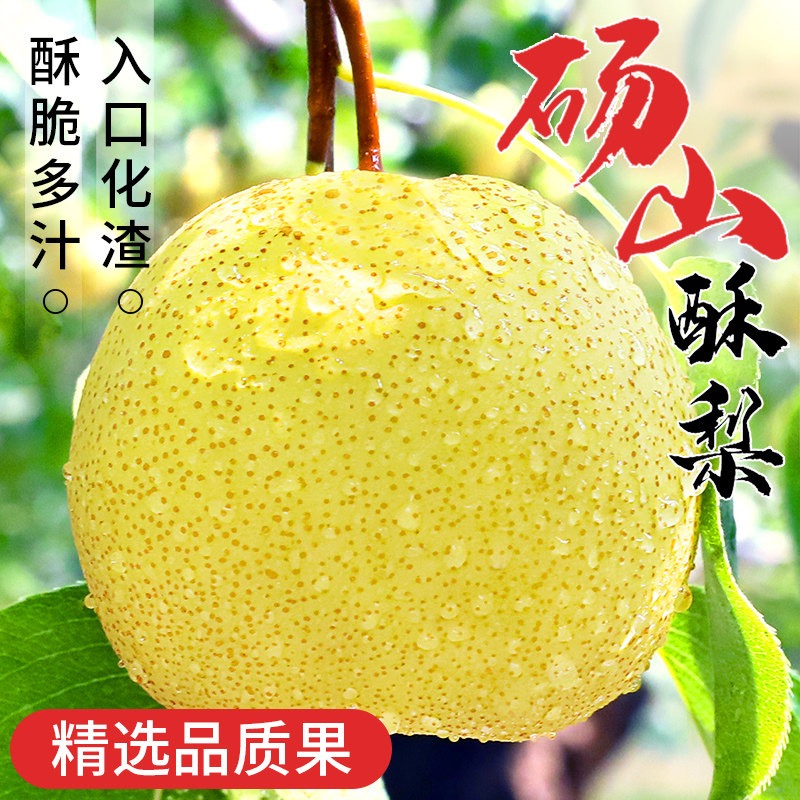 【砀山酥梨】脆梨蜜甜多汁当季水果正宗安徽砀山梨现摘现发