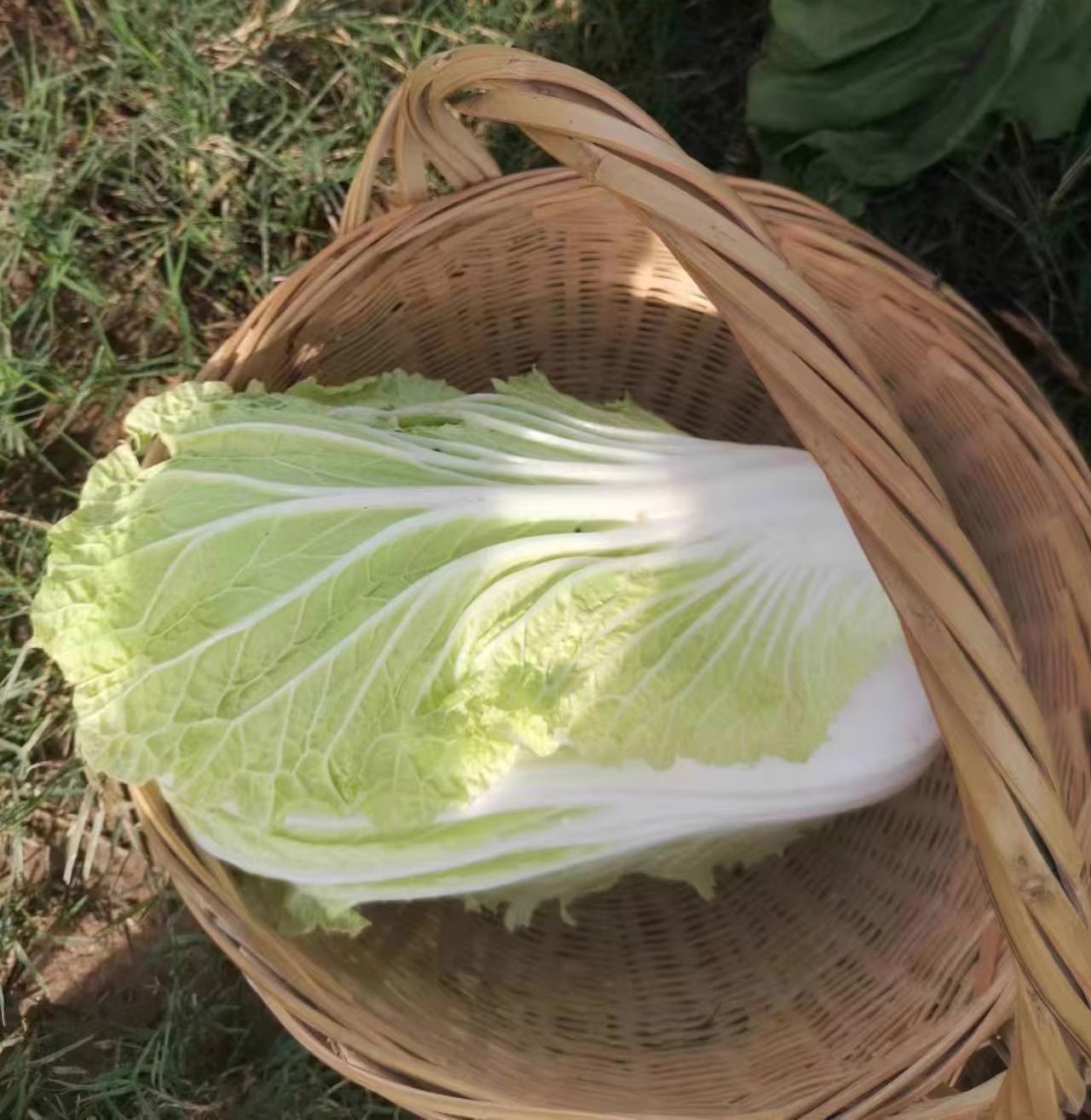 湖南农家露天种植白菜黄心白菜新鲜农家菜下饭菜火锅食材5斤