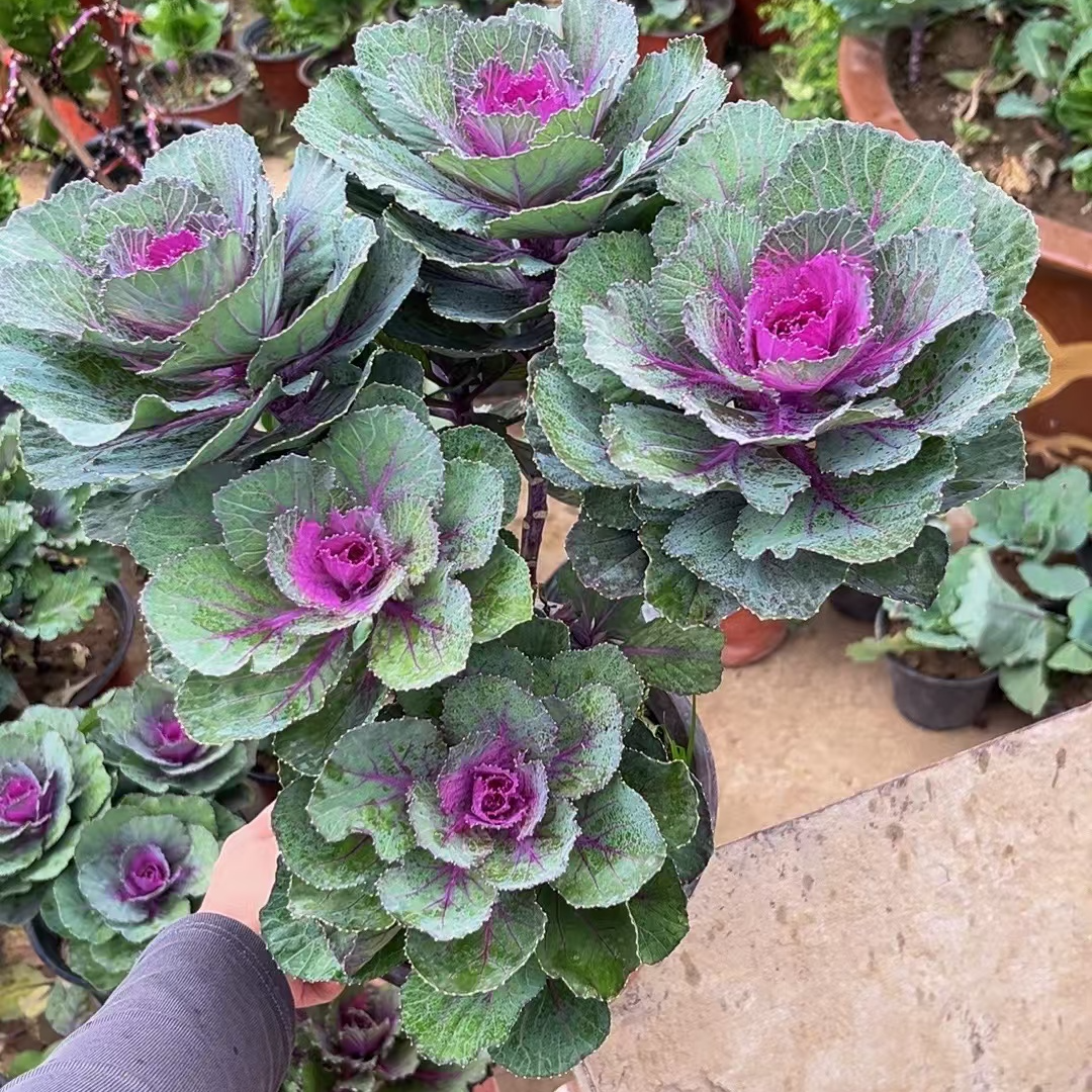 【直播专用】羽衣甘蓝小盆栽