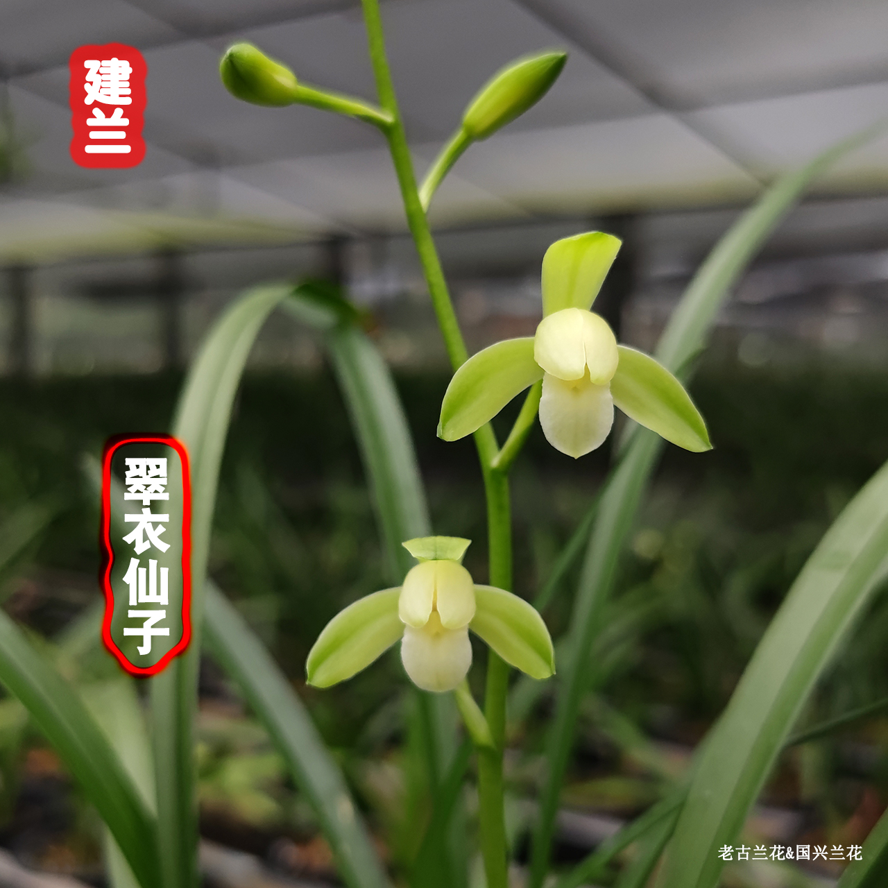 建兰素花【翠衣仙子】四季兰名品经典兰花易栽培易繁殖盆栽绿植清香