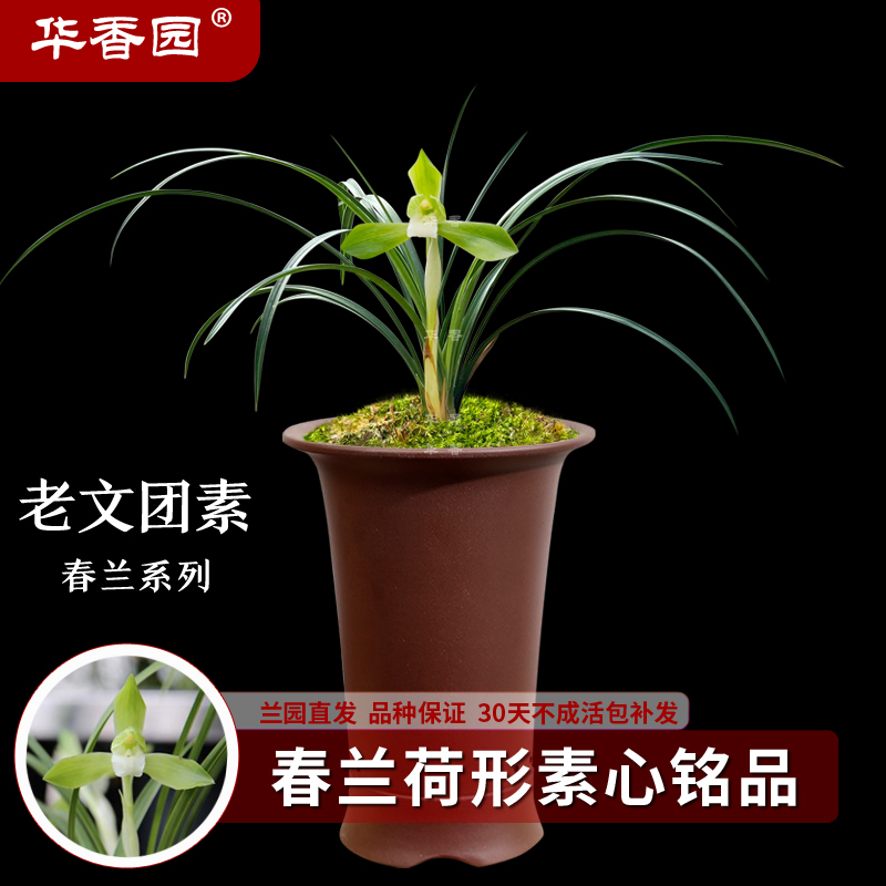 花香兰阁兰花 老文团素 春兰铭品浓香型 室内外绿植花卉盆栽耐阴