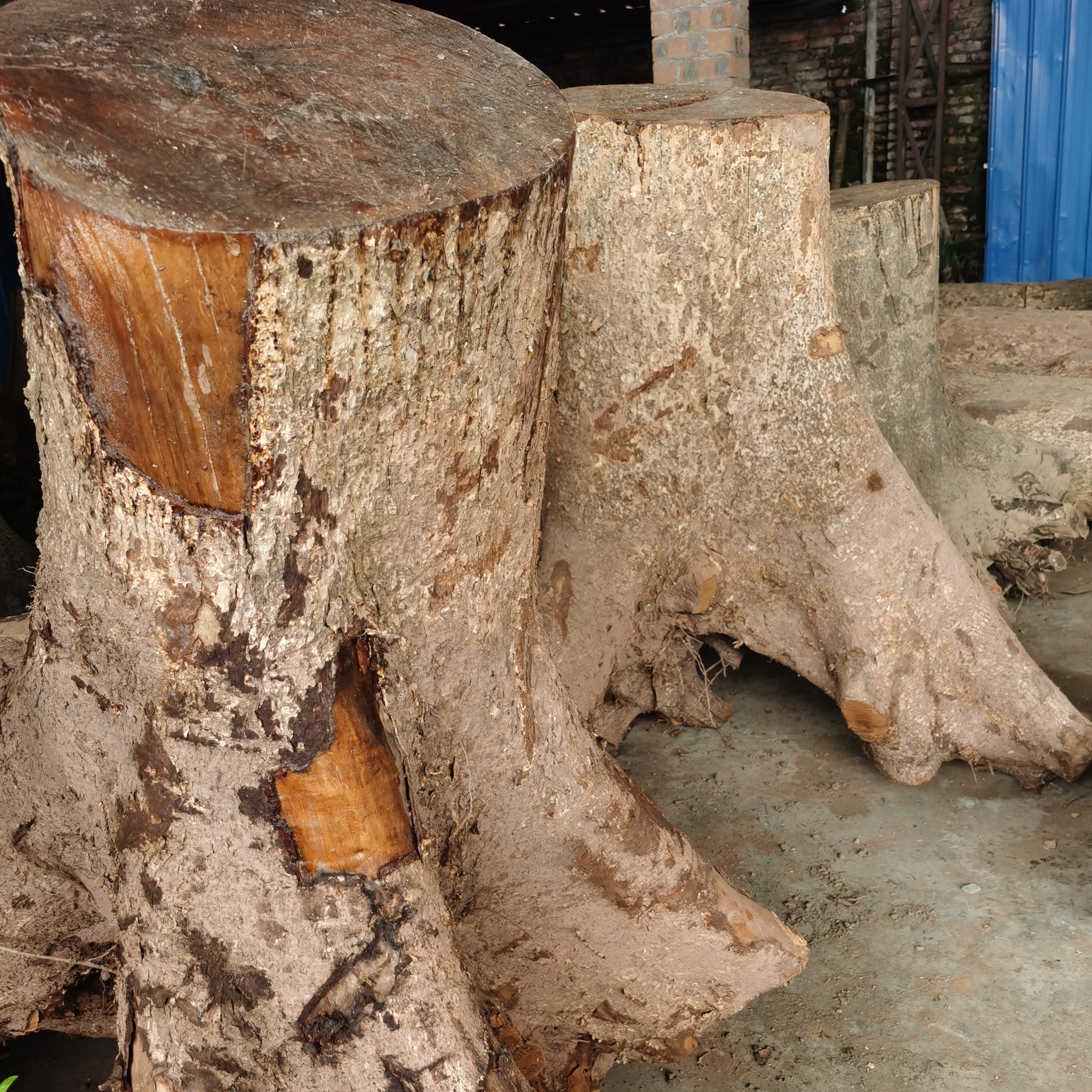 四川小叶桢楠金丝楠木原木