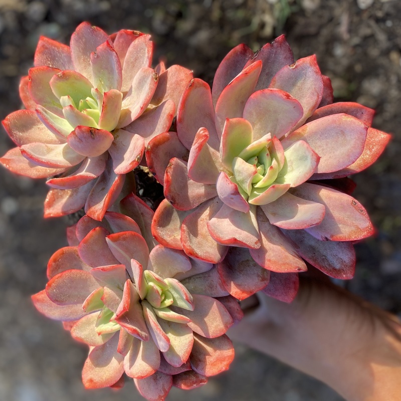 多肉植物带盆种好老桩多头绮罗新手室内盆栽肉肉组合基地批发