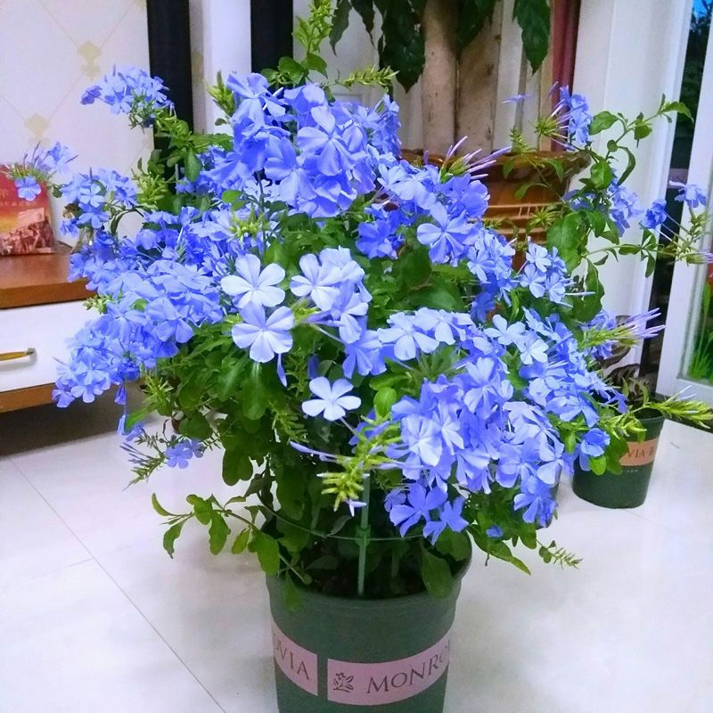 蓝雪花盆栽大苗四季开花爬藤室内外阳台庭院花卉绿植物耐高温大盘