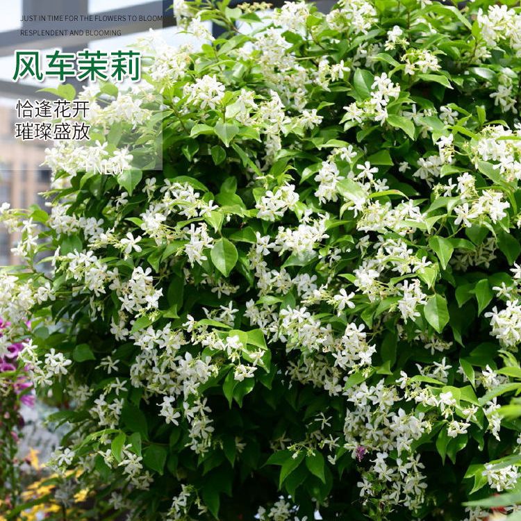 白色风车茉莉绿植盆栽芳香爬藤花卉植物耐热耐寒超好养活庭院绿植