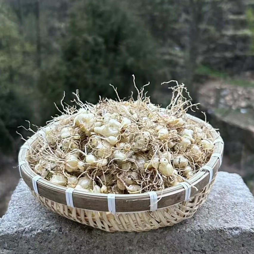 【薤白】贵州深山野生新鲜薤白250g/500g 包邮 农产品