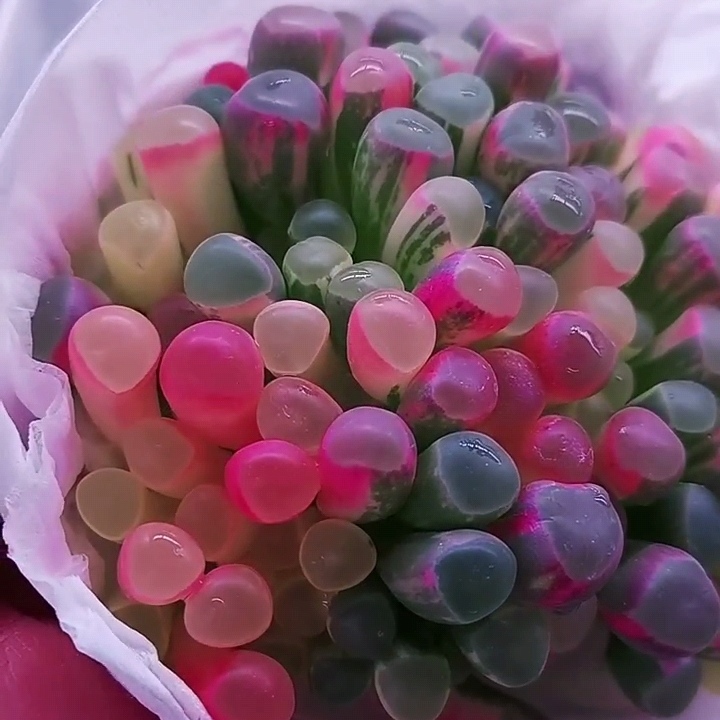 五十玲玉锦种子2024新春特价活动，每份限赠一套播种套盒！