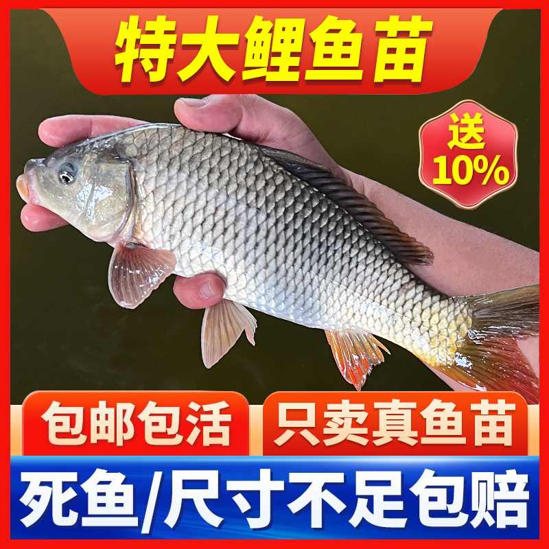 鲤鱼苗正宗建鲤红尾无甲裸鲤裸斑鱼好养殖冷淡水小鲤鱼苗宠物活体
