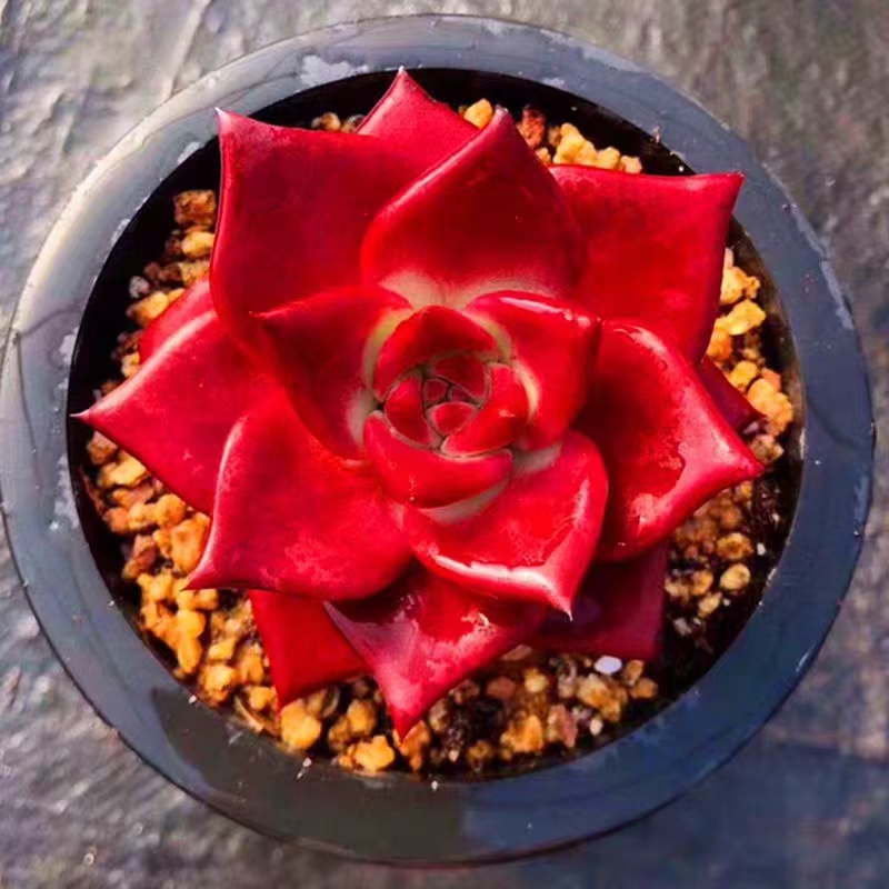 【满18包邮】罗兵多肉植物3-4厘米【带塑料盆】