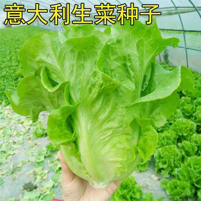 原装高品质甜脆意大利生菜脆嫩爽口生吃生菜种籽盆栽大田农家蔬种