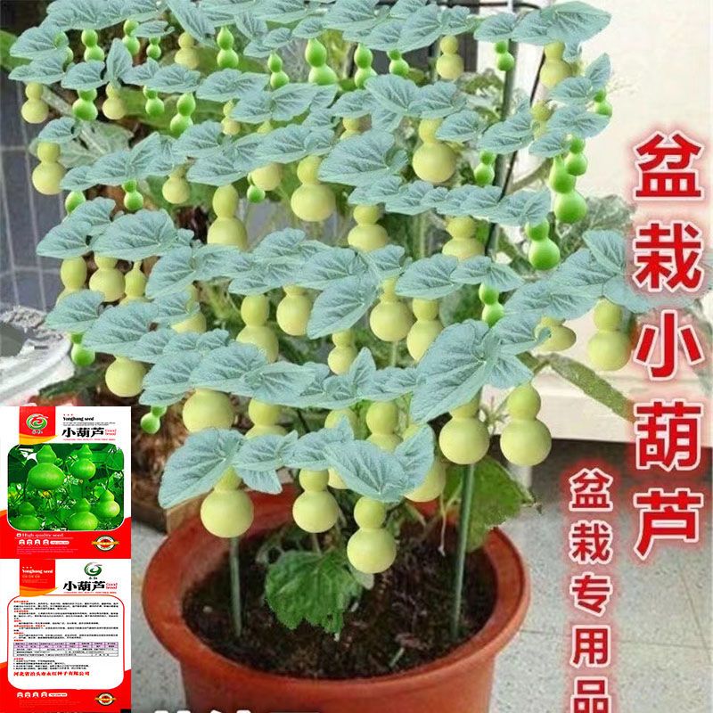 盆栽小手捻葫芦种籽观赏文玩,阳台花卉种子,春夏季种植
