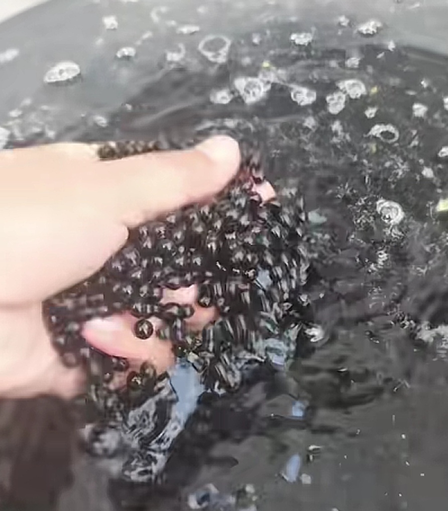 农户自种豆子系列