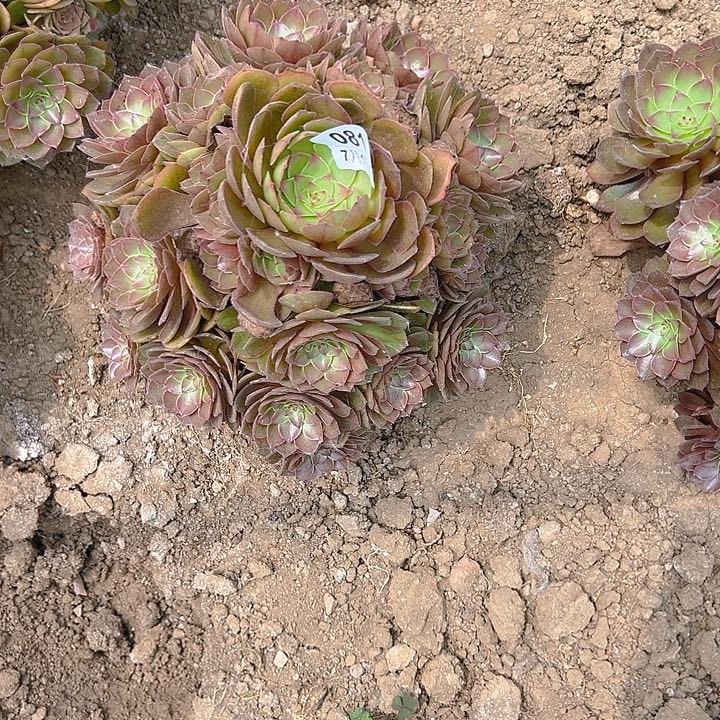 7.18-81桃花石多肉植物5