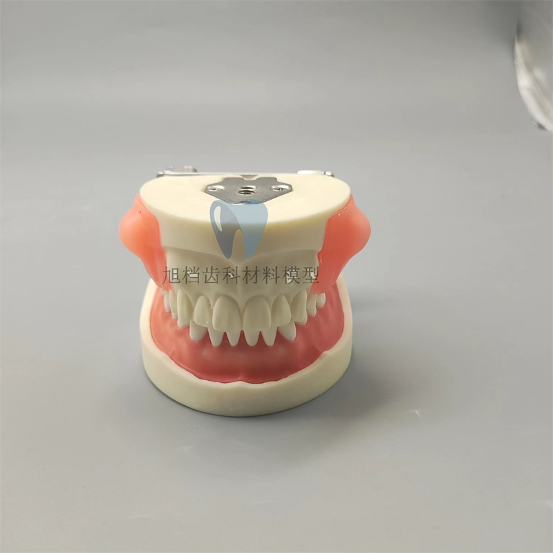 牙科口腔肿块模型双侧肿块可拆卸更换练习肿块切开模型医患