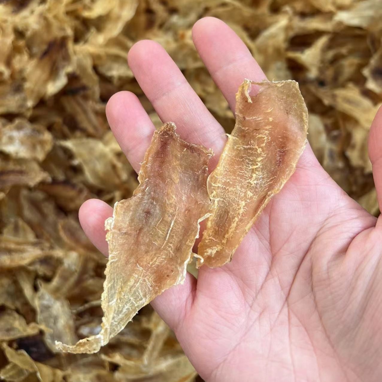 三门土鳘胶小赤嘴 178头 公母混 厚肉 开片