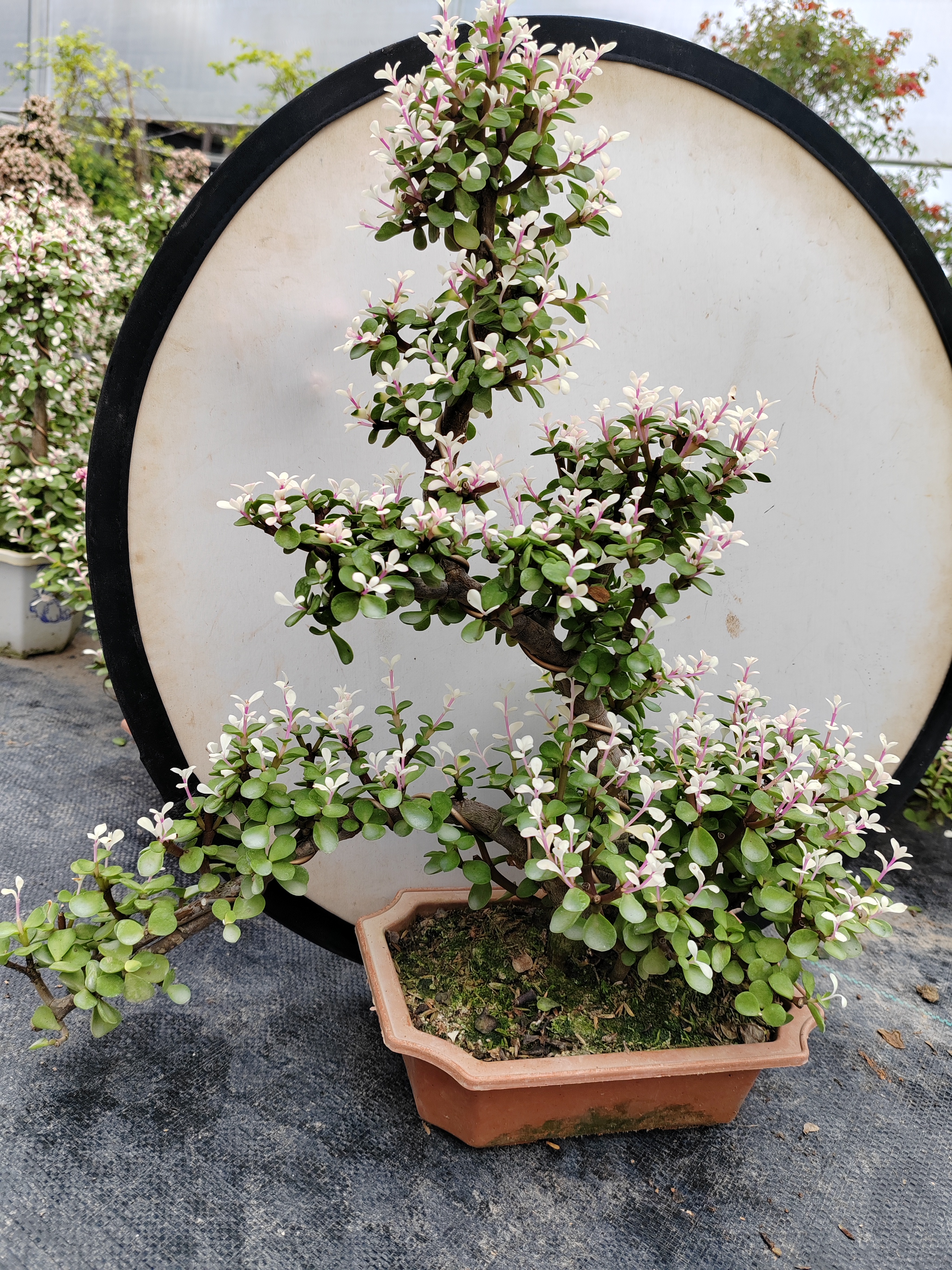 金枝玉叶老桩造型盆景室外阳台盆栽绿植［58］