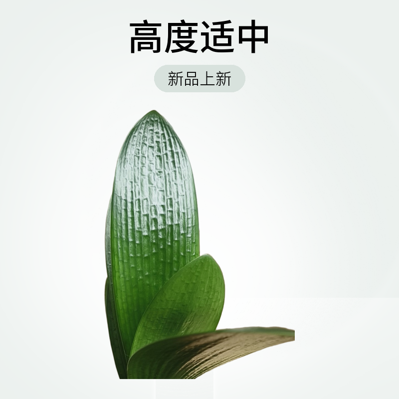 君子兰盆栽室内绿植观赏植物