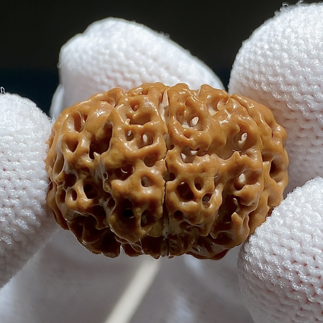 经典原生态天然无药大金刚菩提手串，五瓣六芒星矮桩平头蜂窝双龙