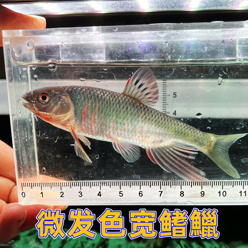 宽鳍鱲鱼 原生溪流鱼