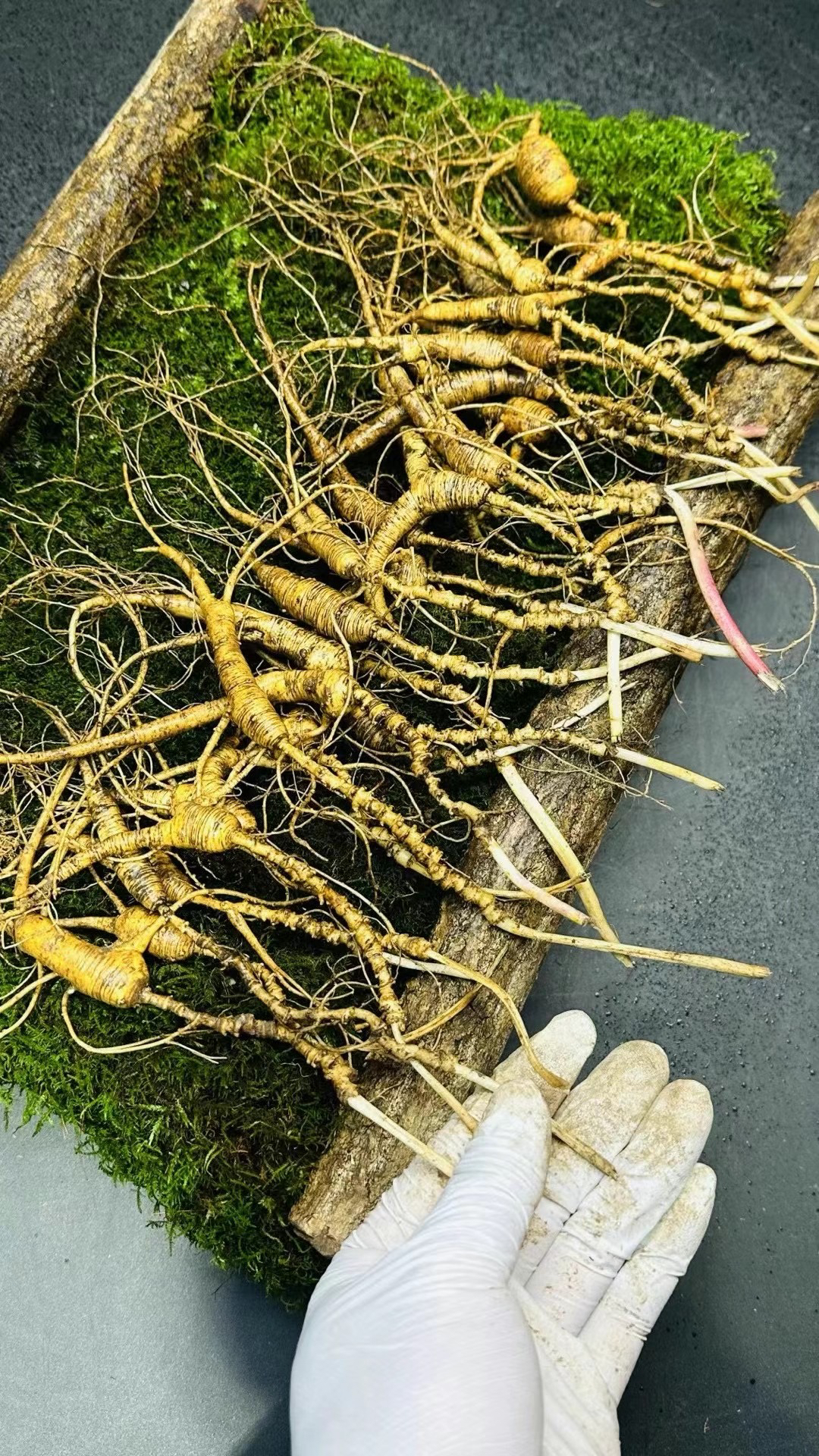 2长白山新鲜山参林下参野播籽落籽