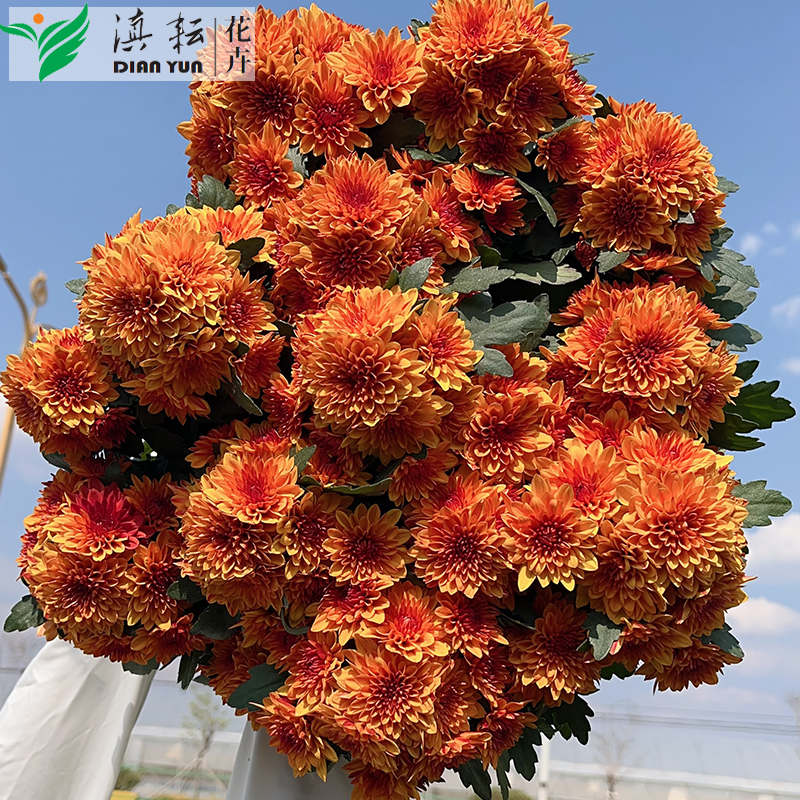 青铜水晶盆栽家养小菊荷兰菊系列原盆原土云南基地直发晚霞色易活